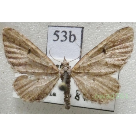 Eupithecia intricata (Zetterstedt, 1839) Czech53b